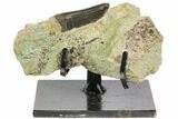 Tyrannosaur Premax Tooth in Rock With Stand - Montana #113633-3